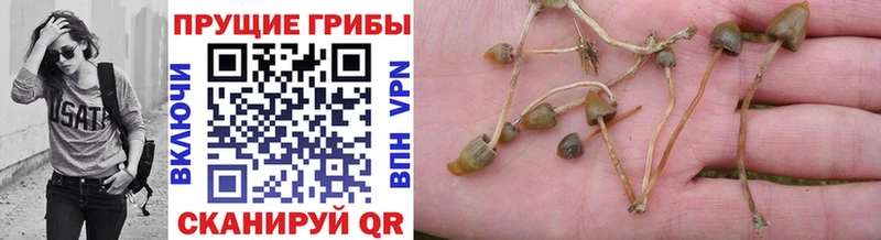Купить где  Цоци-Юрт  Галлюциногенные грибы мухоморы 
